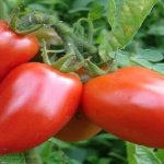 &#39;Combination of the best qualities of tomatoes in one variety - tomato &quot;Dusya Krasnaya&quot;: reviews, photos and secrets of growing&#39; width=&quot;800