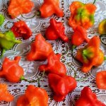 &#39;Combining opposing flavors and a flower-like appearance, the amazing Bell pepper variety&#39; width=&quot;800