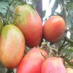 &#39;Juicy and incredibly tasty fruits straight from the garden - the Solokha tomato