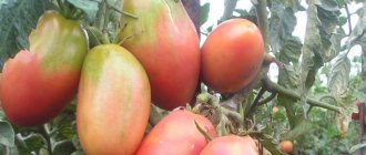 &#39;Juicy and incredibly tasty fruits straight from the garden - the Solokha tomato
