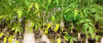 The leaves of tomato seedlings are drying, what to do?