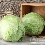 Following simple conditions will help preserve cabbage until the next harvest: choosing the right variety, proper preparation of the vegetable, maintaining optimal temperature and humidity in the room.