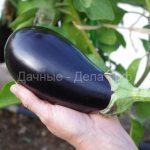 Eggplant variety Andryusha: description, photos, reviews