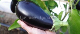 Eggplant variety Andryusha: description, photos, reviews