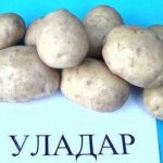 Сорт белорусского картофеля Уладар