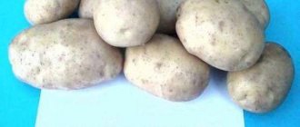 Belarusian potato variety Uladar
