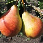 The Bere Giffard variety is deservedly one of the best summer varieties in terms of taste characteristics.