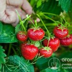 The variety is valued for its high productivity and excellent consumer qualities of berries.