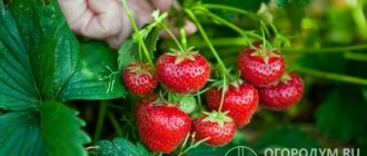 The variety is valued for its high productivity and excellent consumer qualities of berries.