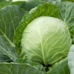 Express cabbage variety