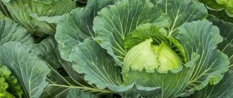 Cabbage variety Russian size