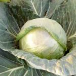 Cabbage variety Three Bogatyrs