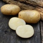 Potato variety Nevsky