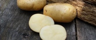 Potato variety Nevsky