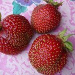 Strawberry variety Sudarushka