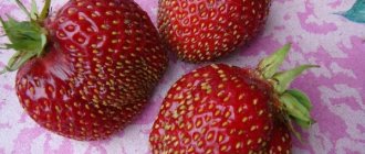 Strawberry variety Sudarushka
