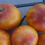 The variety that will become your favorite is the Grapefruit tomato: large, easy to care for and amazingly tasty
