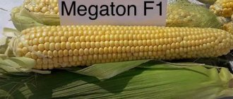 Corn variety Megaton F1