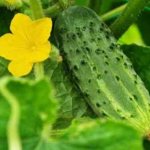 Cucumber variety Droplet