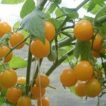 Tomato variety Summer Sun (Summer Sun)