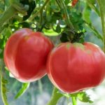 &#39;A variety with amazing taste that you will definitely love - the Raspberry Giant tomato&#39; width=&quot;800