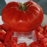 Beefsteak tomato variety: description and photo