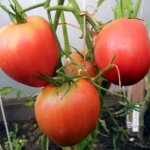 Tomato variety Fidelio: photo and description