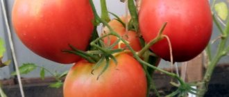 Tomato variety Fidelio: photo and description