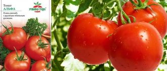 Tomato variety Alpha