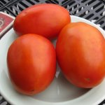 Tomato variety Goose egg: description, photo, yield