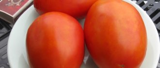 Tomato variety Goose egg: description, photo, yield