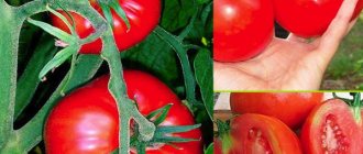 Tomato variety Pervoklaska
