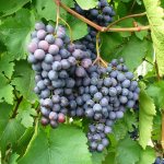 grape variety Agat Donskoy