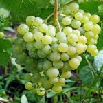 Aleshenkin grape variety