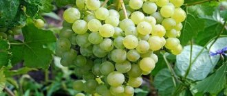 Aleshenkin grape variety
