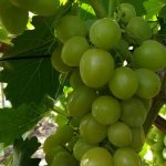The Daria grape variety is a plant with a high growth rate