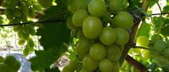 Сорт винограда Дарья относится к растениям с высокой скоростью роста