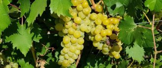 Grape variety Druzhba in the photo