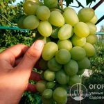 The Monarch grape variety (pictured) is successfully grown in household plots in various regions of Russia