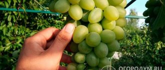 The Monarch grape variety (pictured) is successfully grown in household plots in various regions of Russia