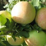 Streifling apple variety
