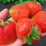 varieties-strawberries-photo