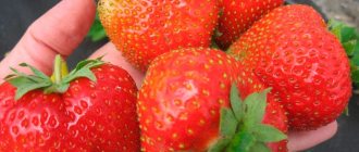 varieties-strawberries-photo