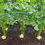 Varieties of root celery and rules for growing them