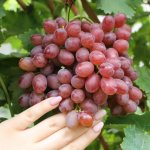 Uncovered grape varieties for the Moscow region