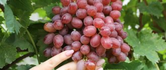 Uncovered grape varieties for the Moscow region