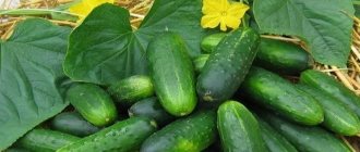 varieties of cucumbers for pickling