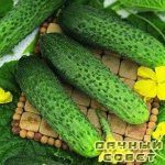 Varieties of cucumbers with bouquet arrangement of ovaries (hybrids)