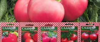 Сорта помидоров Малиновое чудо