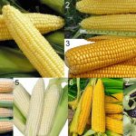 Sweet corn varieties